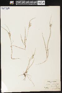 Carex aurea image