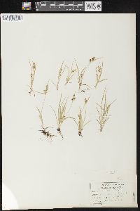 Carex aurea image