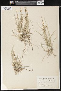 Carex aurea image