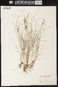 Carex aurea image