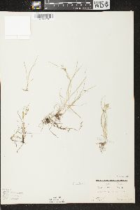 Carex aurea image