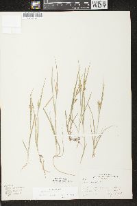 Carex aurea image