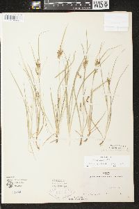 Carex aurea image