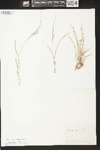 Carex aurea image