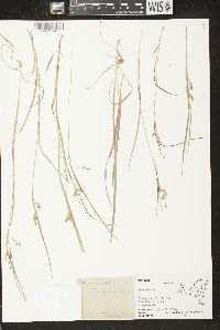 Carex aurea image