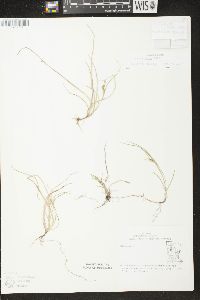 Carex aurea image