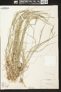 Carex aurea image