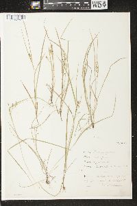 Carex aurea image