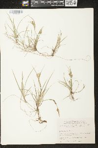 Carex aurea image