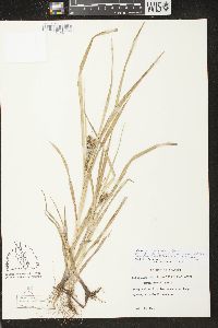 Carex aureolensis image