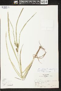 Carex aureolensis image