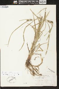 Carex aureolensis image