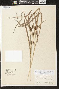 Carex aureolensis image