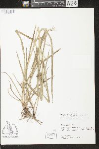 Carex aureolensis image