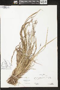 Carex austrocaroliniana image