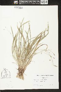 Carex austrocaroliniana image