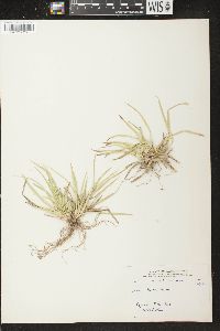 Carex backii image