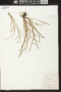 Carex backii image