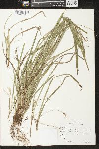 Carex backii image