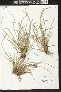 Carex backii image