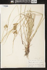 Carex baileyi image