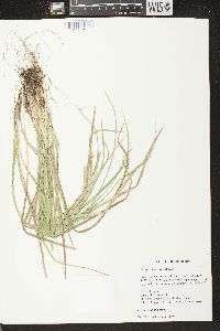 Carex basiantha image