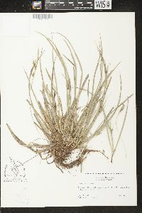 Carex backii image