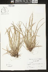 Carex backii image