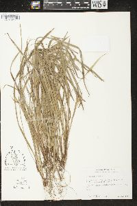 Carex backii image