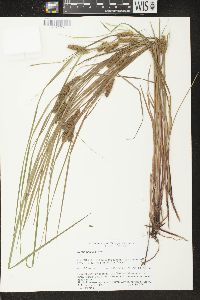 Carex baileyi image