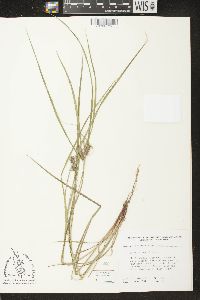 Carex baileyi image