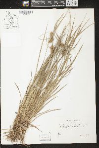 Carex baileyi image