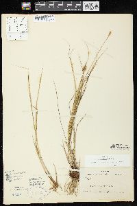 Carex bebbii image