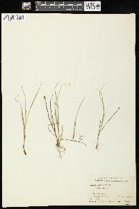 Carex bebbii image