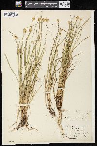 Carex bebbii image