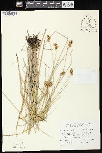 Carex bebbii image