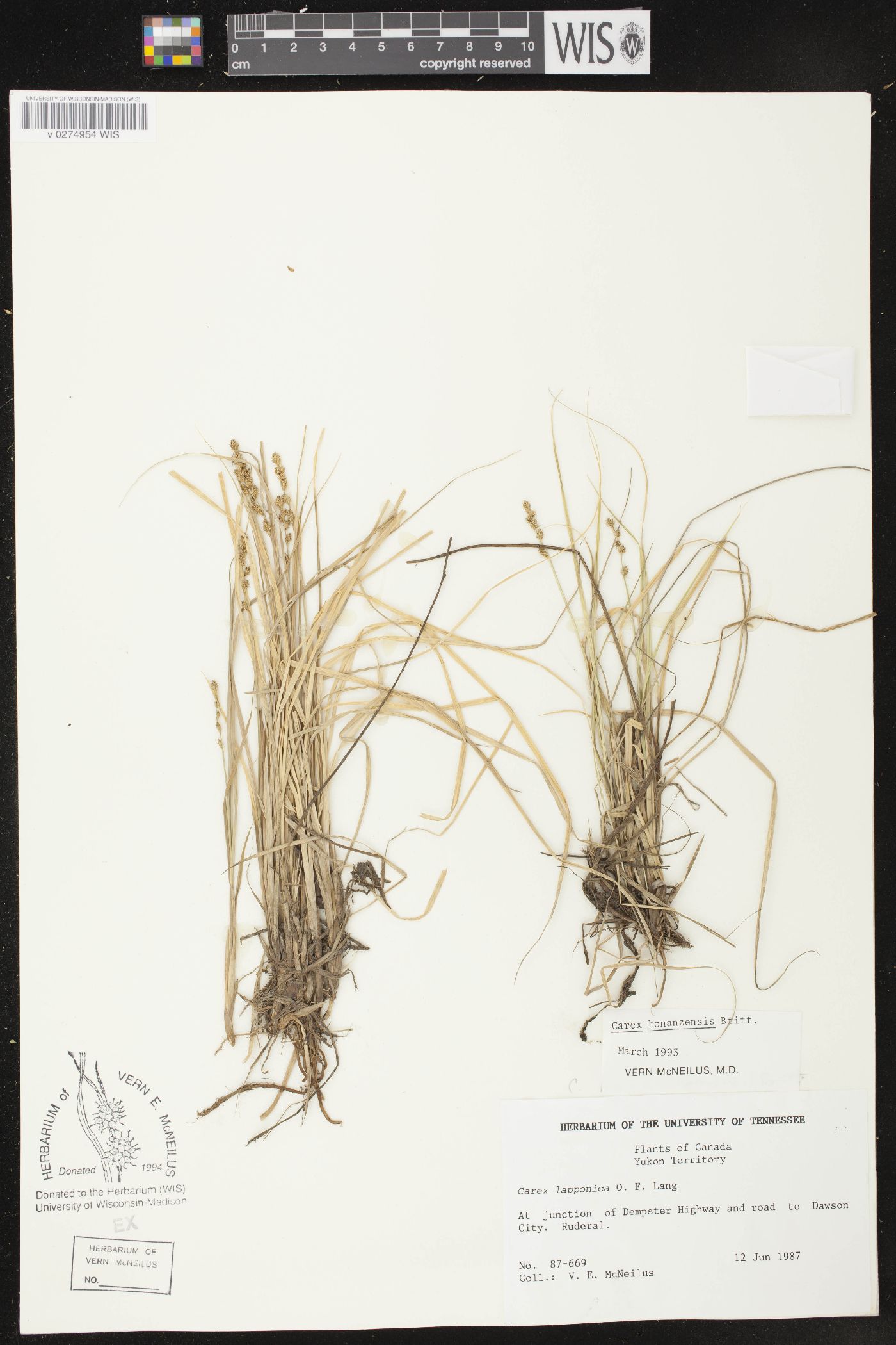 Carex bonanzensis image