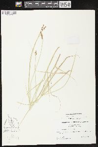 Carex bonanzensis image