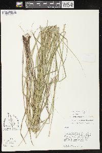 Carex brevior image