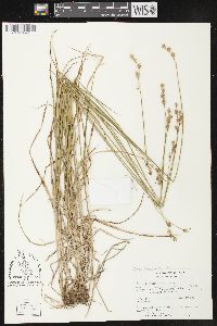 Carex brevior image