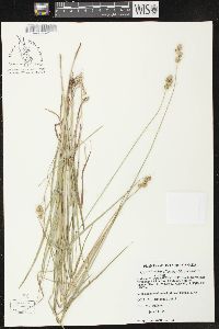 Carex brevior image