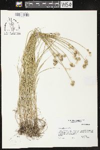 Carex brittoniana image