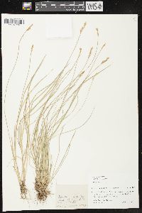 Carex bromoides image