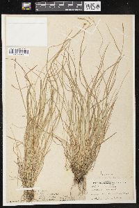 Carex bromoides image