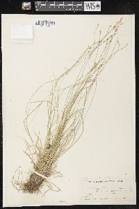 Carex bromoides image