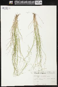 Carex brunnescens subsp. sphaerostachya image