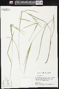 Carex brysonii image