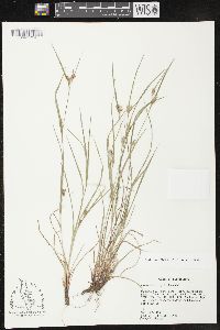 Carex bulbostylis image