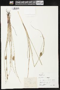 Carex bullata image