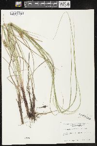 Carex bullata image